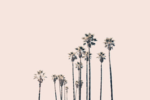 Hollywood Palms