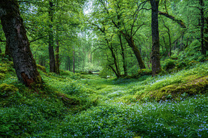 Vibrant spring forest scene, a Photo by Pavel_design