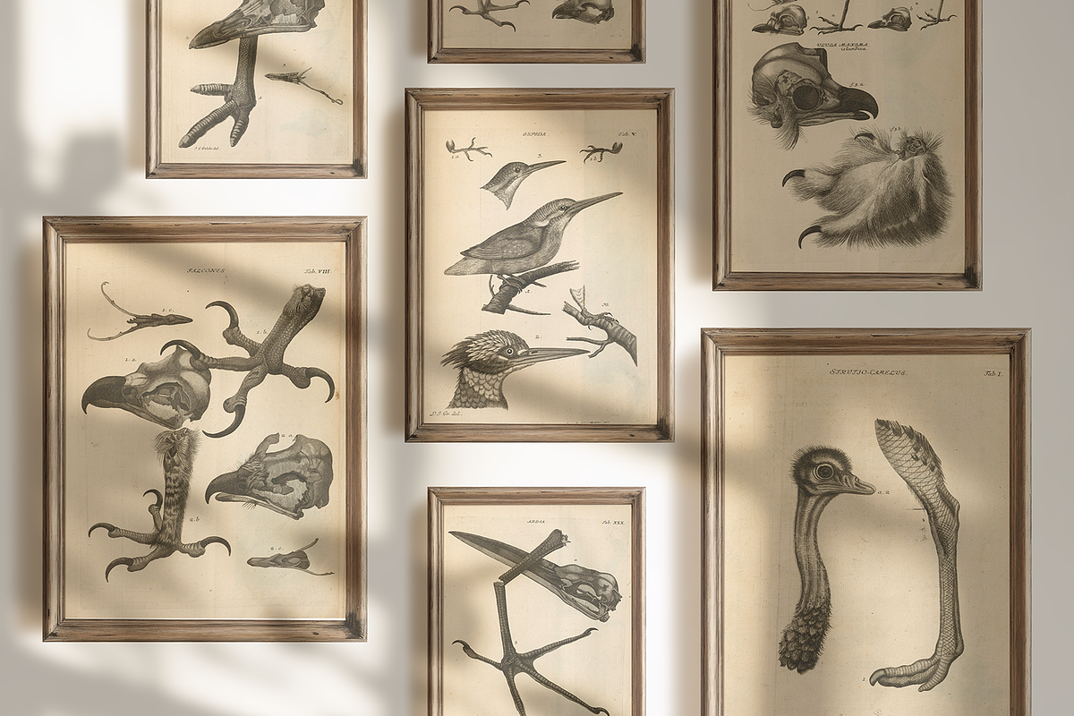 80+ Jacob Klein, Bird Genealogy, an Animal Illustration by Digital Museum (Photo 2 of 10)