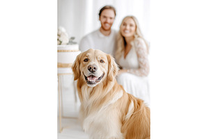 Golden Retriever Dog with Couple, an Animal Photo by Lermont51