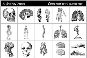 50 Vintage Anatomy Vectors