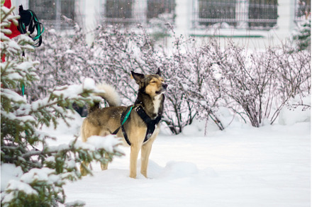 Dog on a leash walks in winter, an Animal Photo by darksoul72