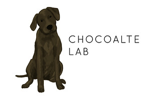 Chocolate Labrador Illustration