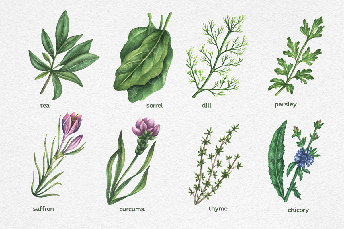 Watercolor Herbs Set, a Food Illustration by Chelovector (Photo 3 of 3)