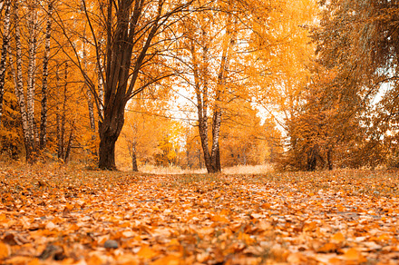 Autumn forest beautiful background park in bright leaves road in the forest, a Nature Photo by byswat