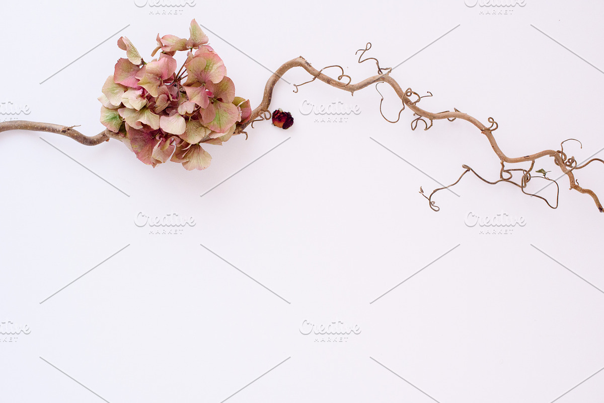 Pack 32 i styled stock stock photo containing minimalist and succulents, a Business Photo by SophieStockBoutique (Photo 3 of 4)