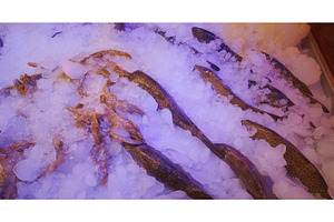 Array of fresh fish and shrimp on, a Food & Drink Photo by Our Amazing World