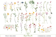 Watercolor Wildflower Clipart Bundle, an Illustration by MockupWizard (Thumbnail 2 of 4)