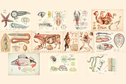 Rare Vintage Animal Anatomy, an Animal Illustration by Digital Museum (Thumbnail 6 of 8)