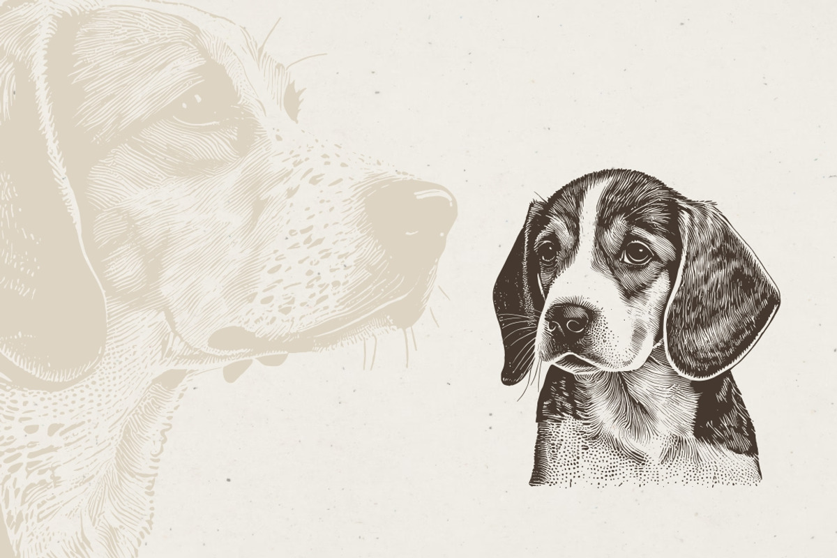 Dog Breeds Portrait Illustrations, an Animal Illustration by Nocturnal Wolf (Photo 9 of 12)