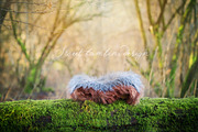 Newborn Photo. Digi Backdrop x 3 preview 3