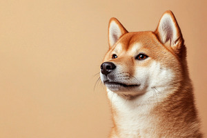 Shiba Inu dog with alert expression and red white fur looking si, an Animal Photo by José Manuel Gelpi
