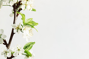 Branch of cherry blossom on white ba, a Background Photo by Edalin's Store