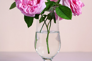 Pink roses in a glass vase.