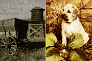 The Old Western Collection Actions, an Action Add-On by MarieMcKennaDesigns (Thumbnail 3 of 5)