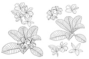 Flowers outlined, an Object Graphic by VictoriaKStudio (Thumbnail 4 of 4)