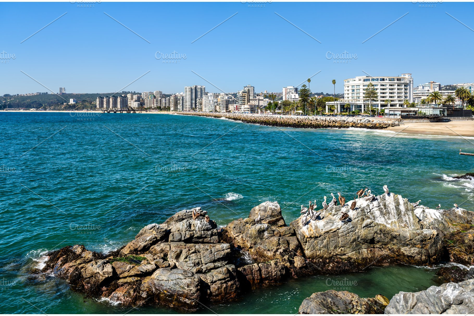 Coastline of Vina del Mar in Chile with pelicans on rocks, a Nature Photo by Leonid Andronov