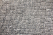 Elephant Skin Background - Texture, an Animal Photo by Wildlife Wonder (Thumbnail 1 of 2)