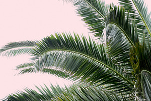Palm Tree on Blush Pink Background