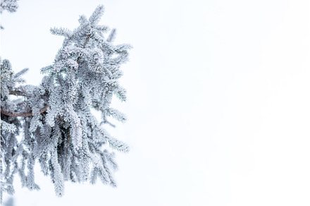 Close up spruce twig covered with, a Nature Photo by serkum