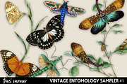 Vintage Entomology Clipart Sampler 1, an Illustration by ephemoire (Thumbnail 1 of 3)