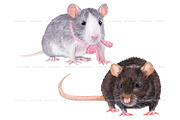 Watercolor realistic rats clipart, an Animal Illustration by ArtfulStudio (Thumbnail 6 of 9)