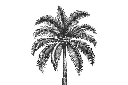 Palm Tree engraving sketch vector, an Object Illustration by AlexArt