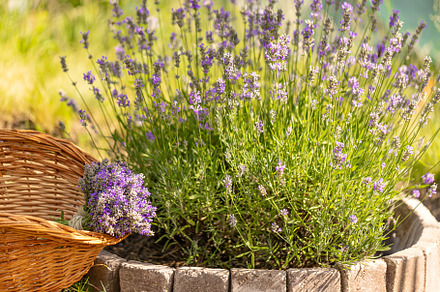 Bouquet of freshly harvested lavender