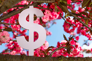 Large white dollar symbol displayed on a blooming cherry tree wi, a Person Photo by Ales Munt