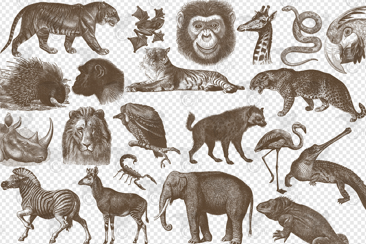 Vintage Exotic Animals Clipart, an Animal Illustration by Digital Curio (Photo 2 of 2)