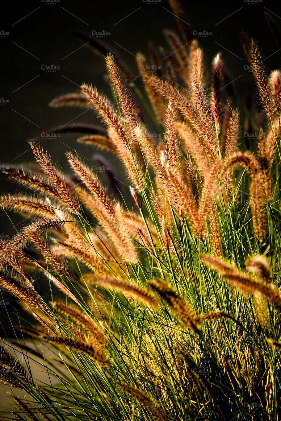 Ornamental Grass