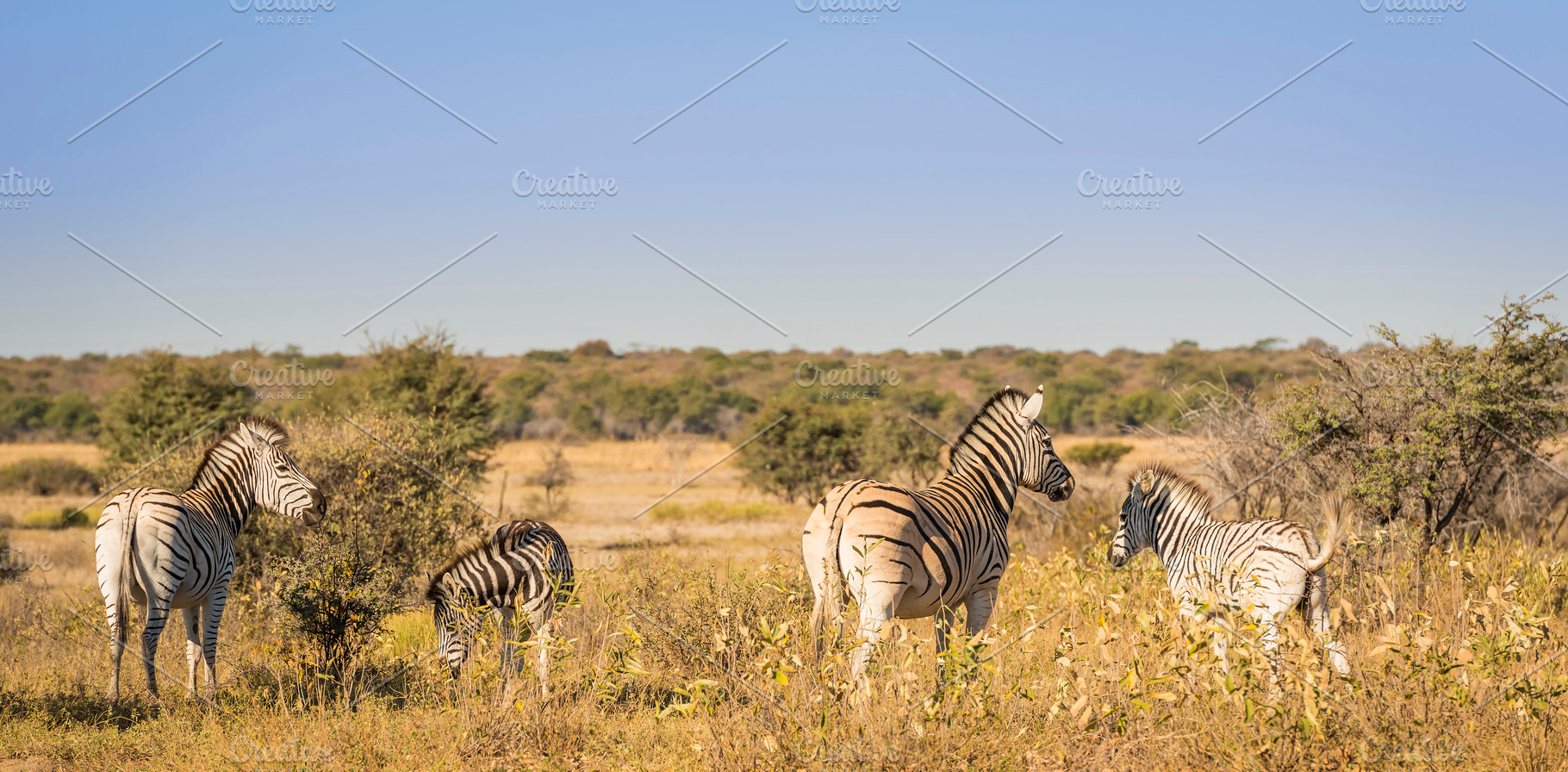 Zebra, an Animal Photo by THP Creative