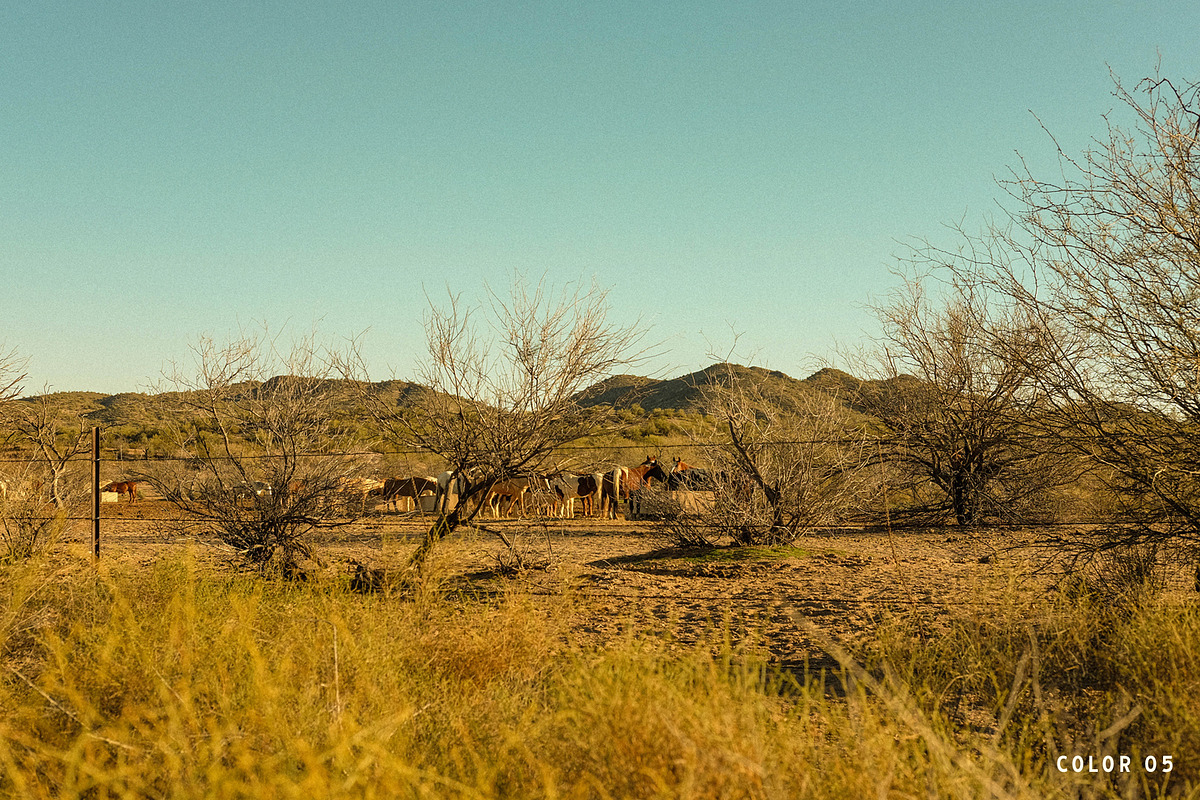 Mesquite Lightroom Presets, a Brushes & More by Cactus Country (Photo 8 of 11)