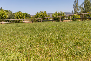 Summer landscape with a green lawn, a Nature Photo by Illustrations&photos