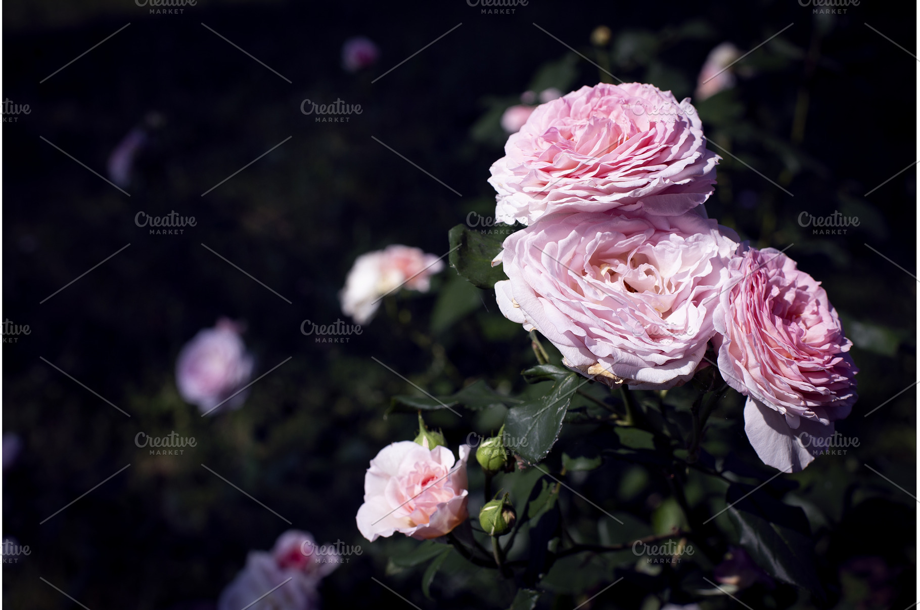 Summer natural background with, a Nature Photo by Diary of impressions