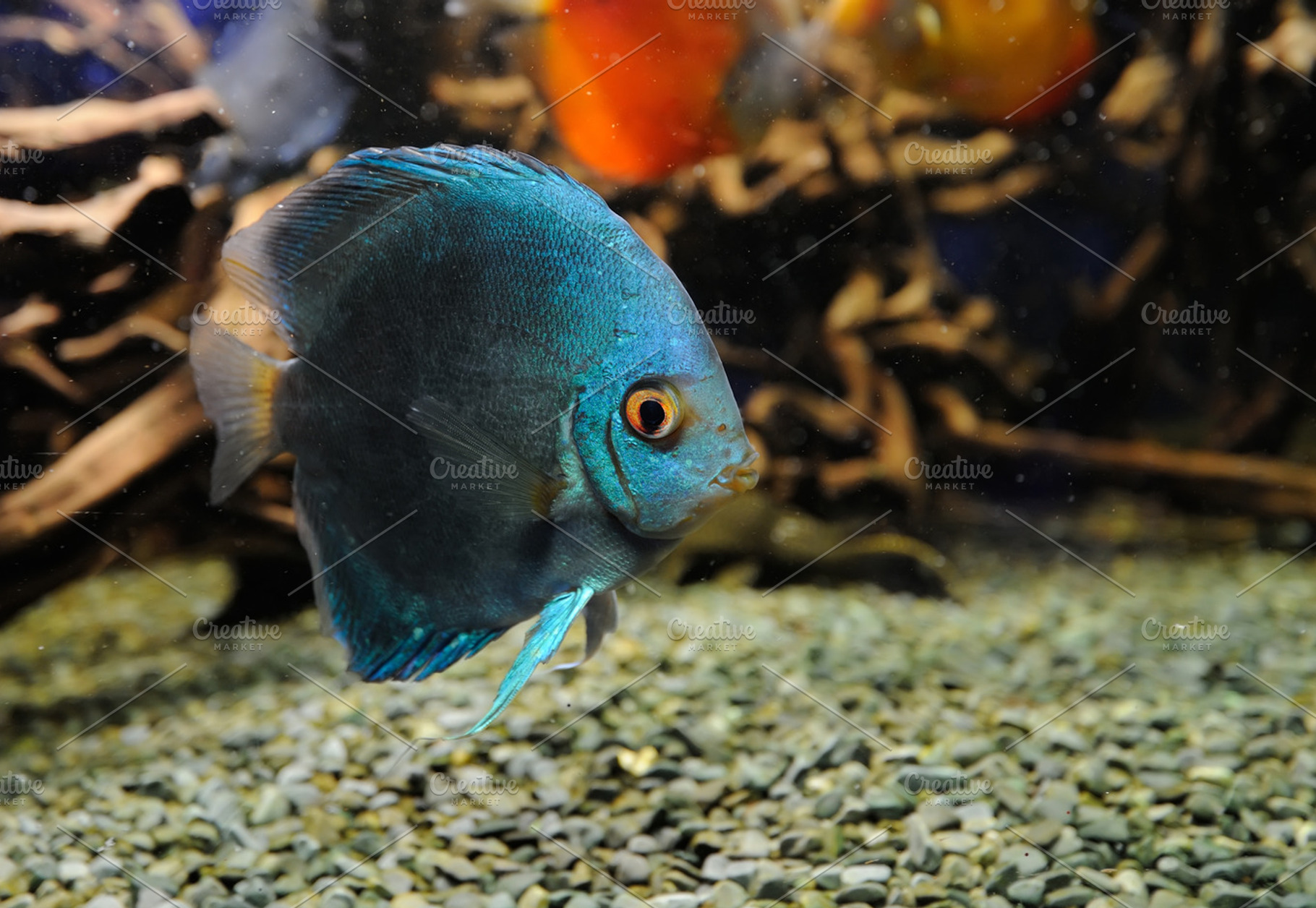 Blue fish stock photo containing fish and underwater, an Animal Photo by Byrdyak