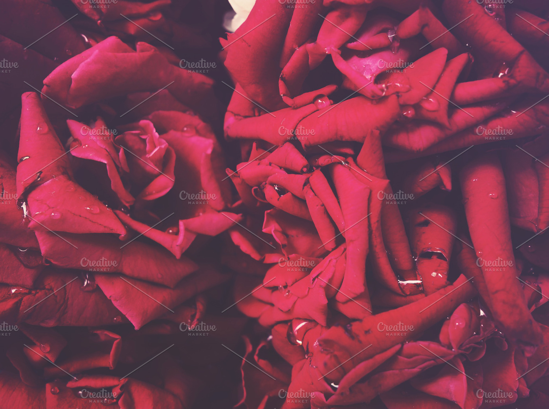 Spring Roses