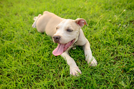 American Pitbull puppy