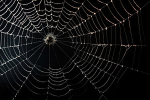 Spider Web With Water Drops Isolated