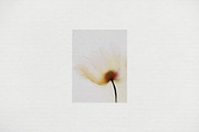 Subtle Paper Textures, a Texture Graphic by Design Squad (Thumbnail 5 of 7)