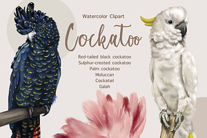 Parrots, Watercolor Cockatoo Clipart