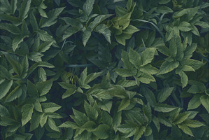 Green leaves of goat grass