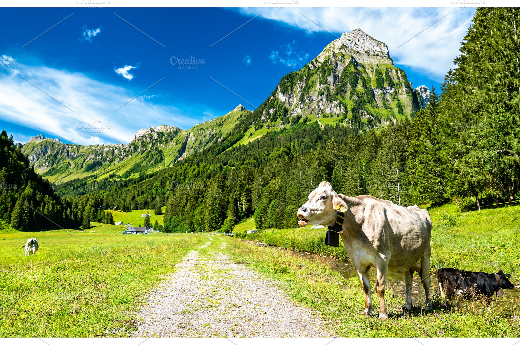 Cow in the Swiss Alps, an Animal Photo by Leonid Andronov