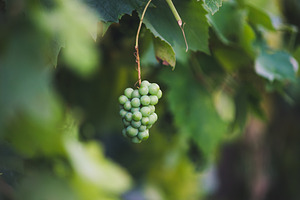 Unripe blue vine grapes, a Food & Drink Photo by Mark Borbely