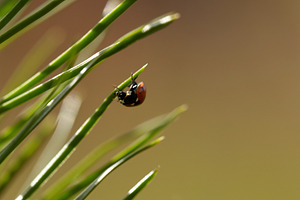 Ladybug on Pine Needles: A Forest Encounter., a Nature Photo by Rohan Photography
