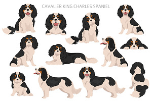 Cavalier King Charles Spaniel