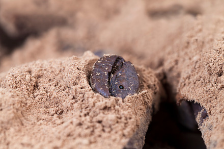 divided into pieces a piece of chocolate from cocoa, a Photo by MyPhotos