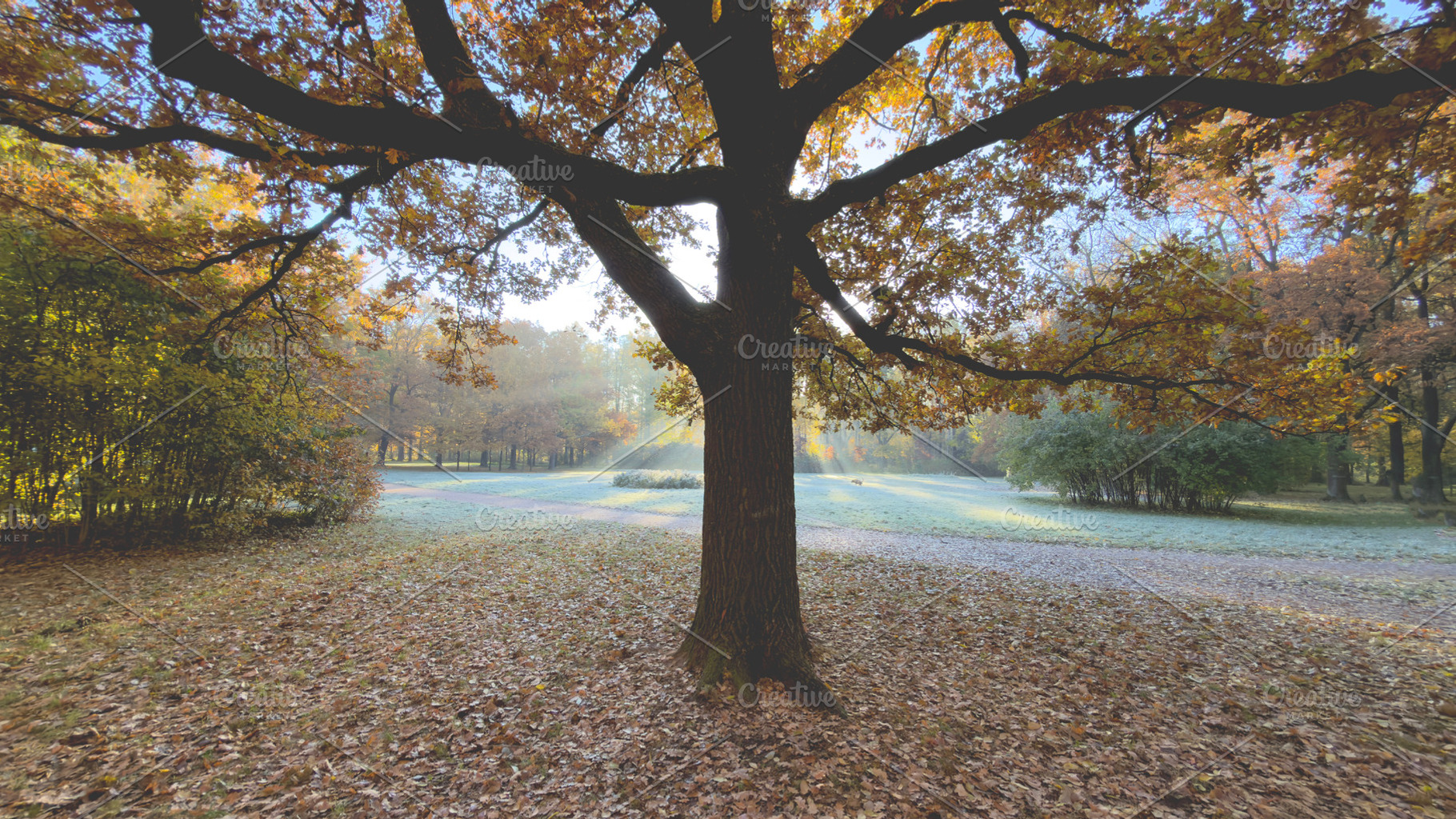 A large tree with autumn leaves in a serene park setting, sunlight filtering th, a Nature Photo by Textures & Backgrounds