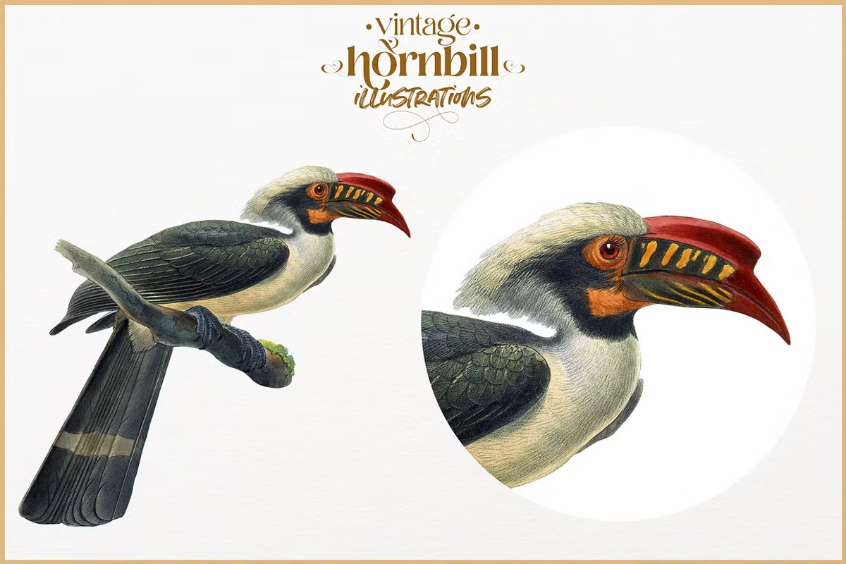 Vintage hornbill illustrations, an Animal Illustration by Natalka Dmitrova art (Photo 5 of 17)