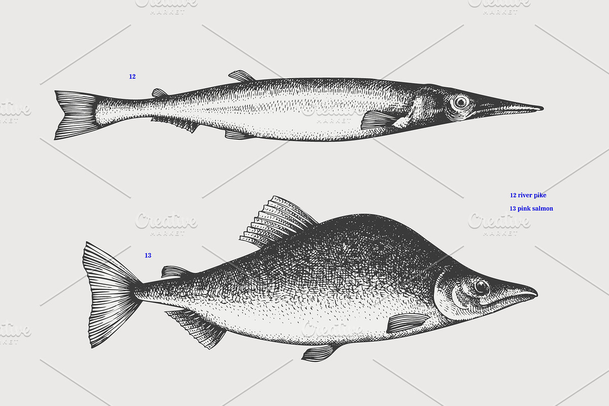 Fish Vector Collection, an Animal Illustration by Lubov Illustrations Shop (Photo 5 of 6)